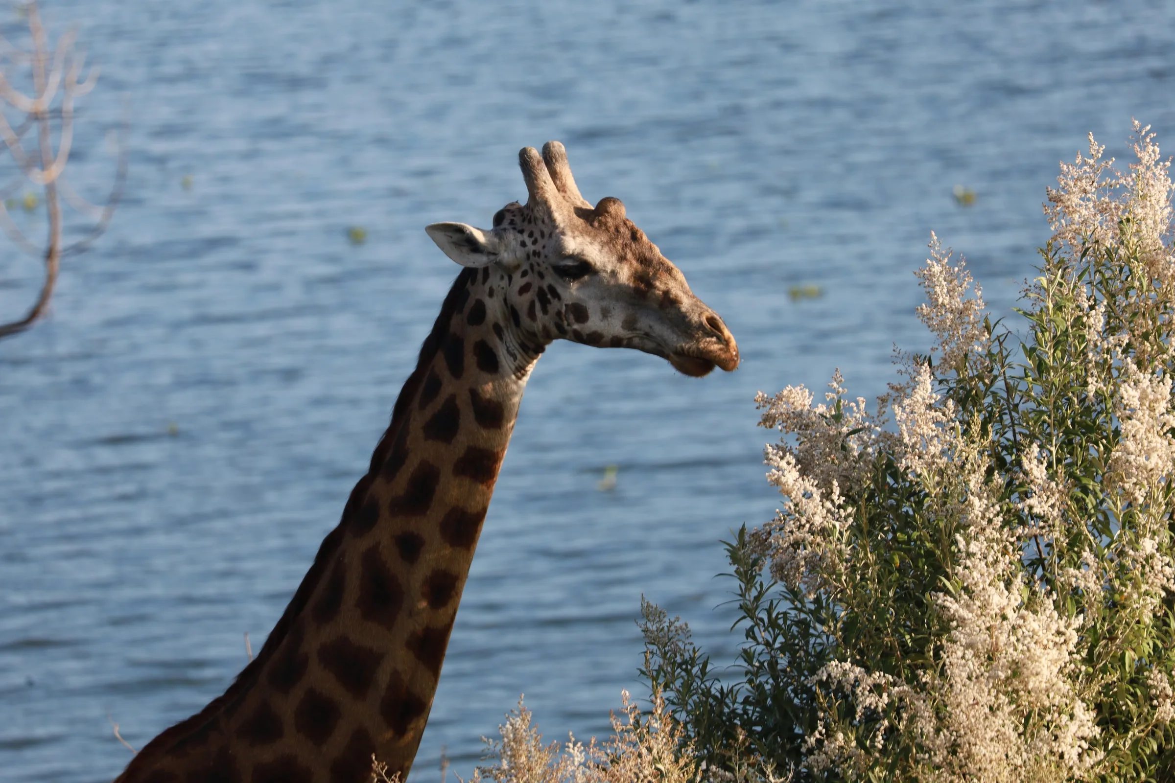 A night safari on Crescent Island at Lake Naivasha